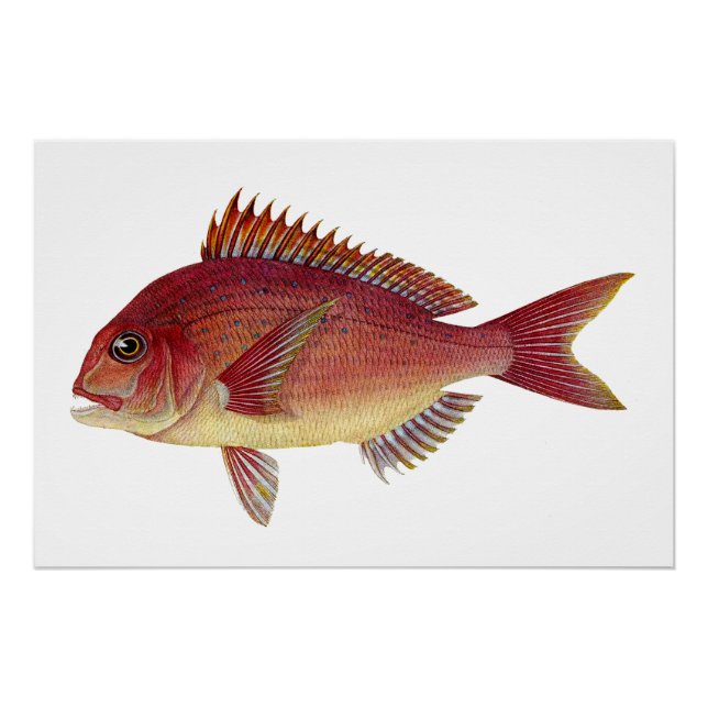 Pôster Ilustração de peixe-safra: Seabream-vermelho (Frente)