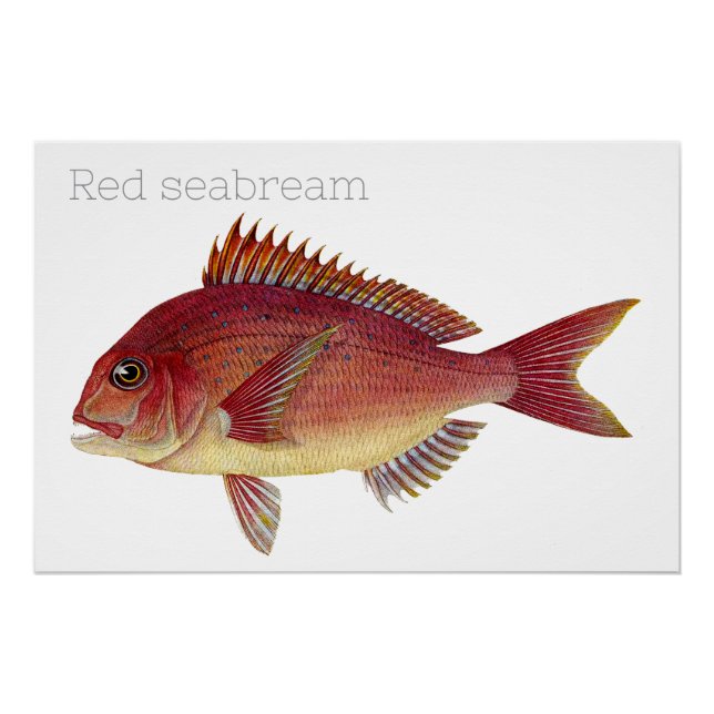 Pôster Ilustração de peixe-safra: Seabream-vermelho (Frente)