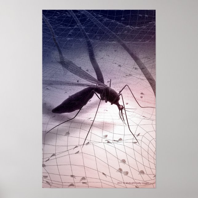 Pôster Ilustração de picada de mosquito (Frente)