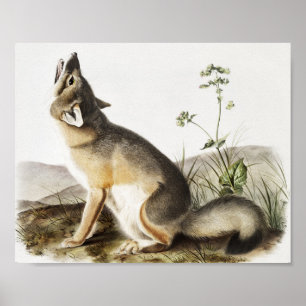 Poster Ilustração de Raposa Swift (Vulpes velox)