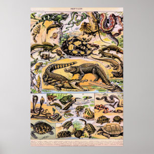 Poster Ilustração de Répteis Vintage por Adolphe Millot