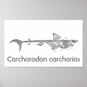 Poster Ilustração de safra - Esqueleto de Tubarão Branco 