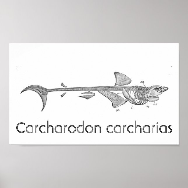 Poster Ilustração de safra - Esqueleto de Tubarão Branco  (Frente)