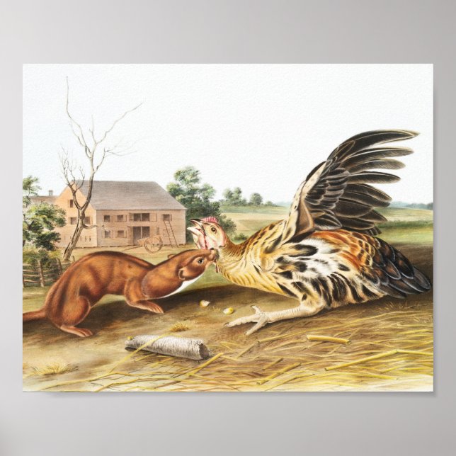 Poster Ilustração de Tawny Weasel (Putorius fuscus) (Frente)