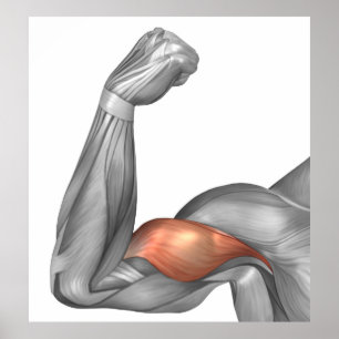 Pôster Ilustração De Um Braço Flexo Mostrando Bicep