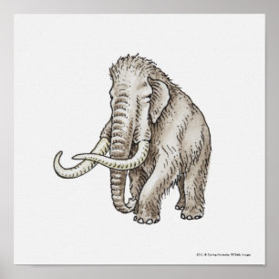Pôster Ilustração de um mammoth