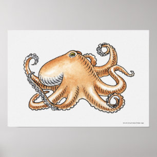 Pôster Ilustração de um polvo