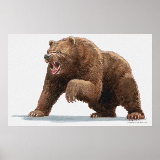 Poster Ilustração de um urso pardo (Frente)