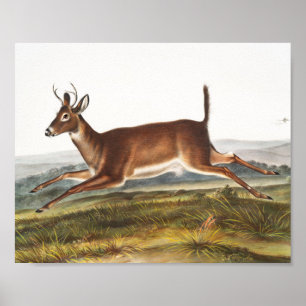 Poster Ilustração de Veado Longo (Cervus leucurus)