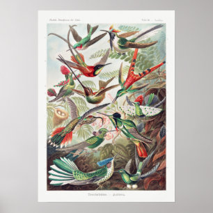 Poster Ilustração de Vintage Hummingbird