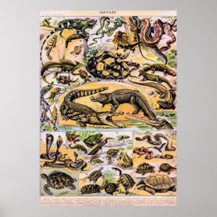 Poster Ilustração de Vintage Reptiles por Adolphe Millot