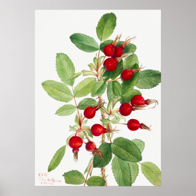 Poster Ilustração de Vintage Rosehip (Frente)