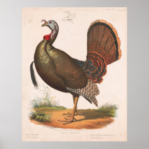 Poster Ilustração de Vintage Wild Turkey (1872)