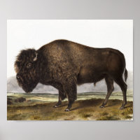 Ilustração do American Bison (Bos Americanus)