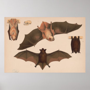 Poster Ilustração do bastão do vôo do vintage (1874)