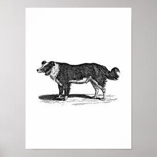 Pôster Ilustração do cão de border collie dos 1800s do