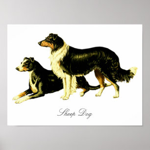 Poster Ilustração do cão de carneiros do vintage