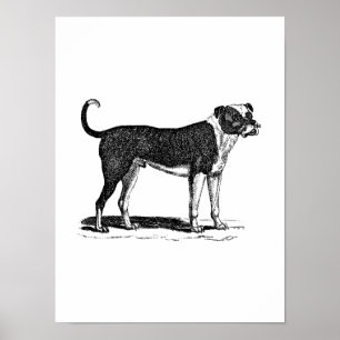Pôster Ilustração do cão do buldogue dos 1800s do vint