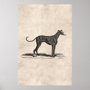 Poster Ilustração do cão do galgo dos 1800s do vintage