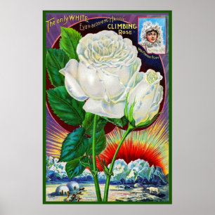 Poster Ilustração do catálogo de rosa de 1890 White Ro