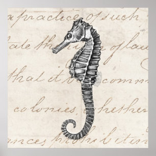 Pôster Ilustração do Cavalo do Mar Havaí nos anos 1800