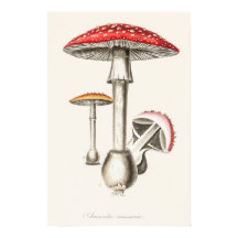 Ilustração do Cogumelo de Amanita Muscaria (