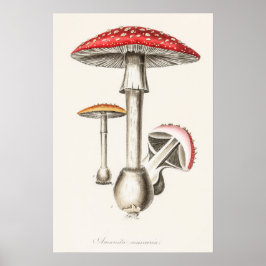 Poster Ilustração do Cogumelo de Amanita Muscaria (
