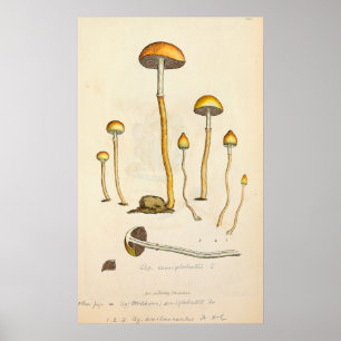 Poster Ilustração do Cogumelo Psilocybe semilanceata
