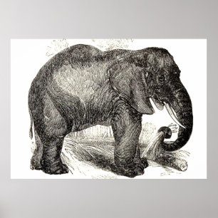 Pôster Ilustração do elefante do vintage (1891)