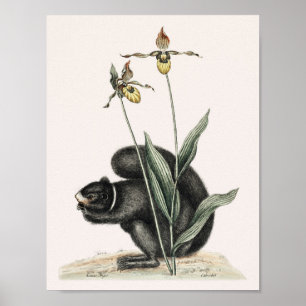 Poster Ilustração do Esquilo Vintage