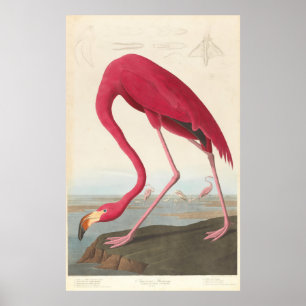 Poster Ilustração do flamingo do vintage (1838)