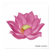 Ilustração do Flor de Lotus Rosa