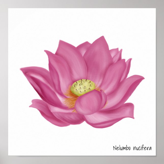 Poster Ilustração do Flor de Lotus Rosa (Frente)