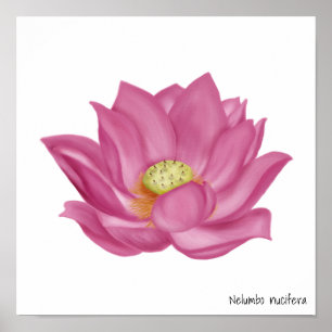 Poster Ilustração do Flor do Lotus Rosa