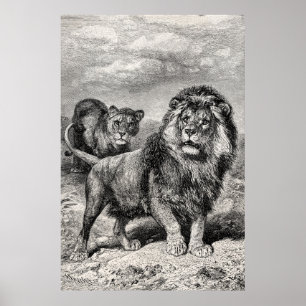 Pôster Ilustração do gato grande de Lionesse do leão d