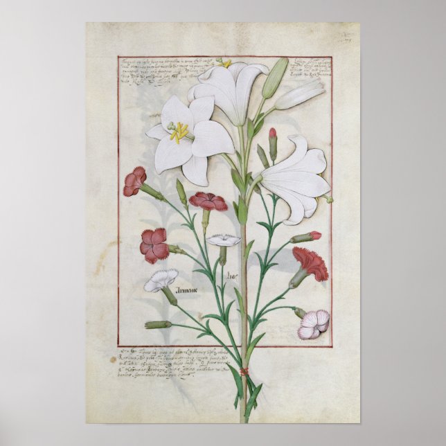 Pôster Ilustração do Livro do Simples (Frente)