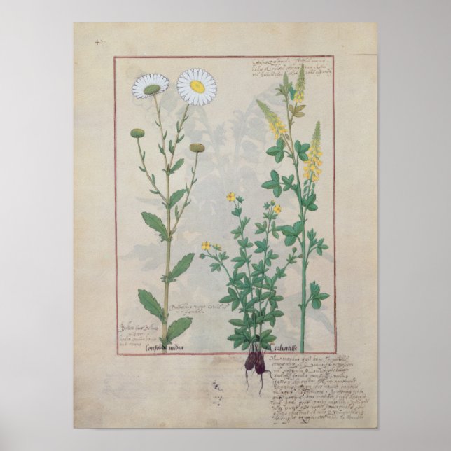 Pôster Ilustração do livro do simples (Frente)