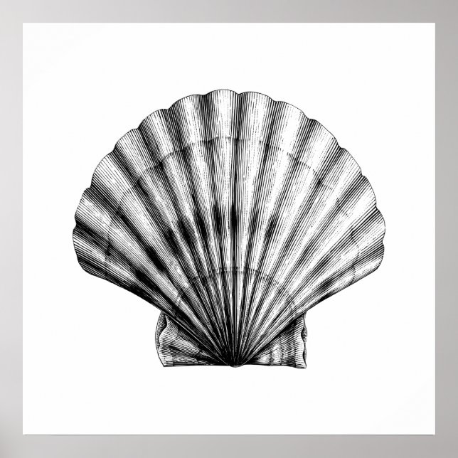 Poster Ilustração do mexilhão Black Vintage SeaShell Pilg (Frente)