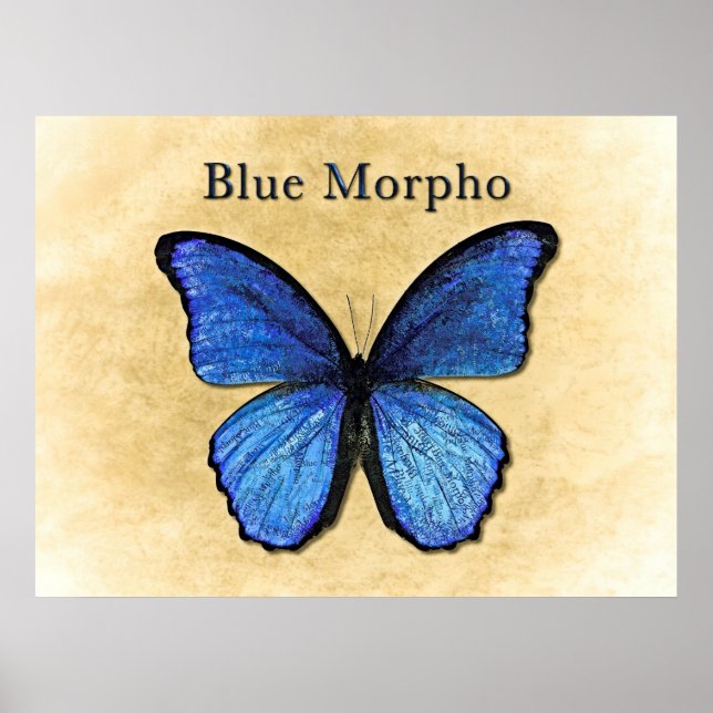Pôster Ilustração do Morpho Azul (Frente)