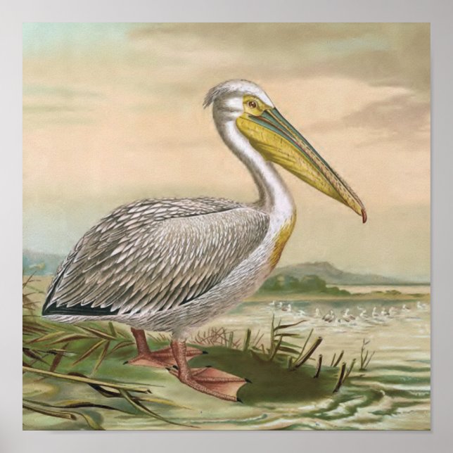 Pôster Ilustração do pássaro da Vintage Pelican branco-ex (Frente)