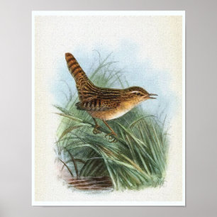 Pôster Ilustração do pássaro do vintage da carriça de