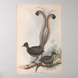Poster Ilustração do Pássaro John Gould Lyre 1848