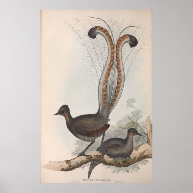 Poster Ilustração do Pássaro John Gould Lyre 1848 (Frente)