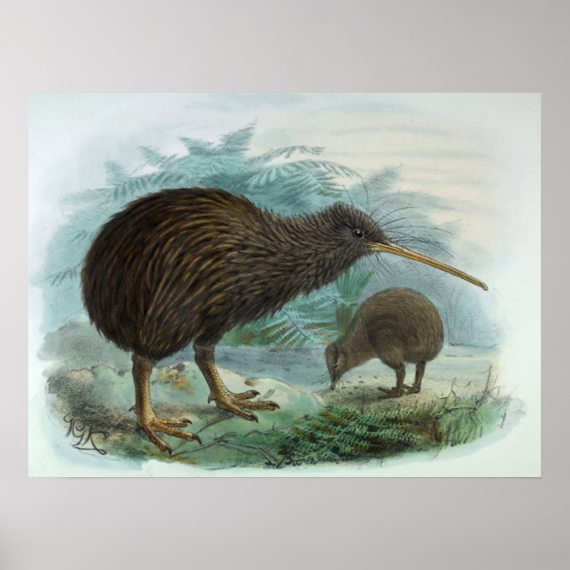 Pôster Ilustração do pássaro marrom Kiwi da ilha norte (Frente)