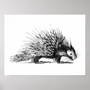 Pôster Ilustração do porco- do vintage - porcos- 1800's