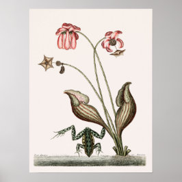 Poster Ilustração do Sapo Vintage