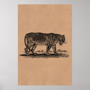 Poster Ilustração do tigre do vintage - tigres 1800's