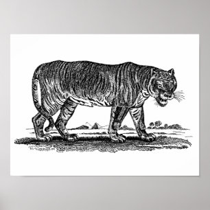 Pôster Ilustração do tigre do vintage - tigres 1800's