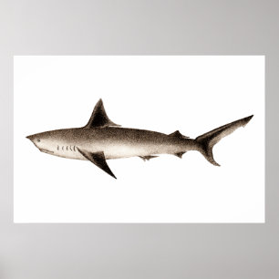 Pôster Ilustração do tubarão do vintage - modelo retro