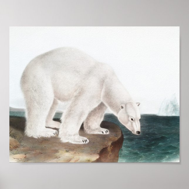 Poster Ilustração do Urso Polar (Ursus maritimus) (Frente)